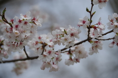 IMGP0756