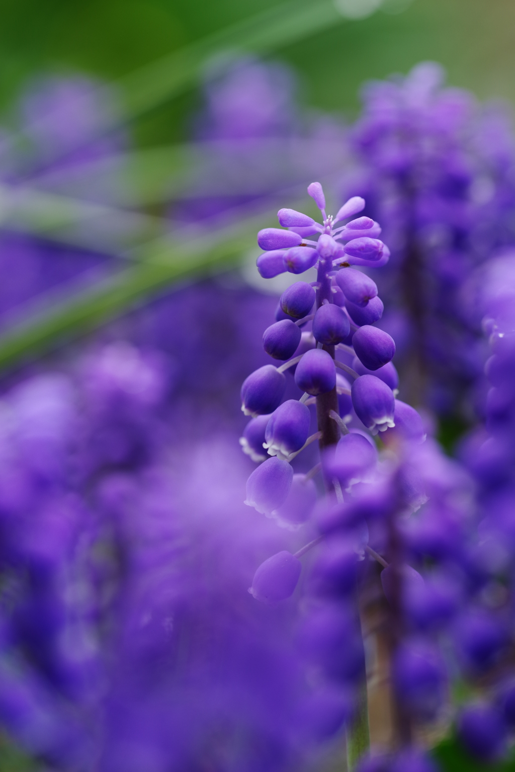 花の森