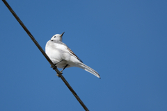 野鳥システムを一新しました