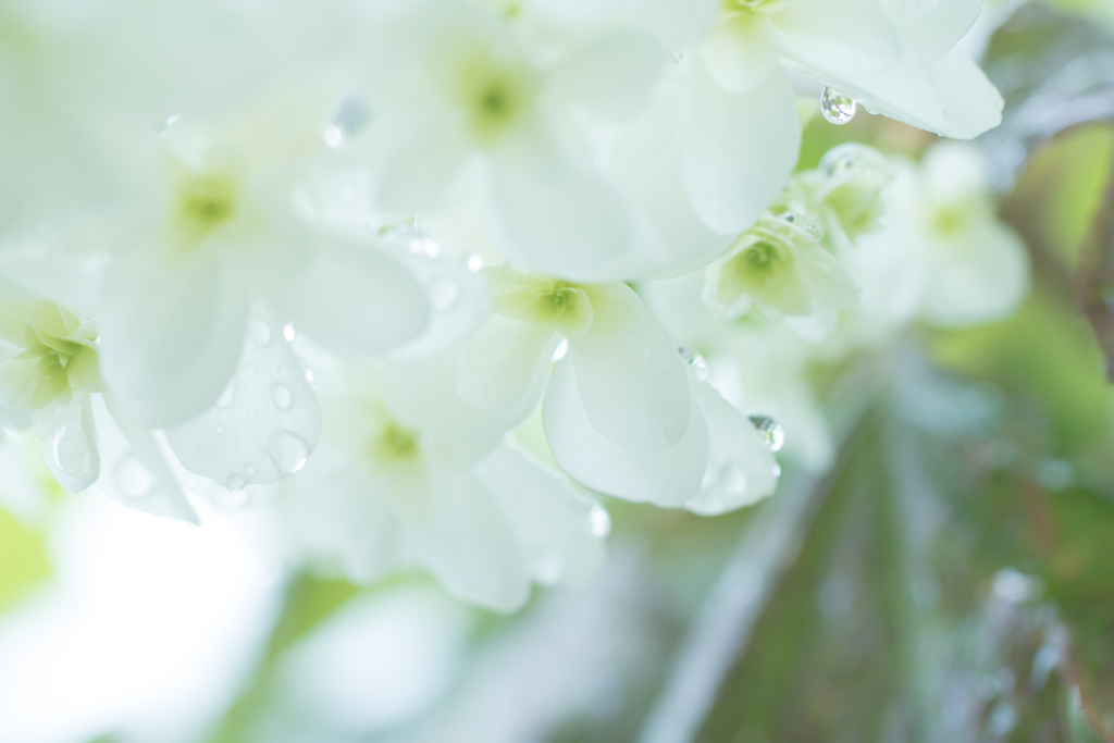 天気雨