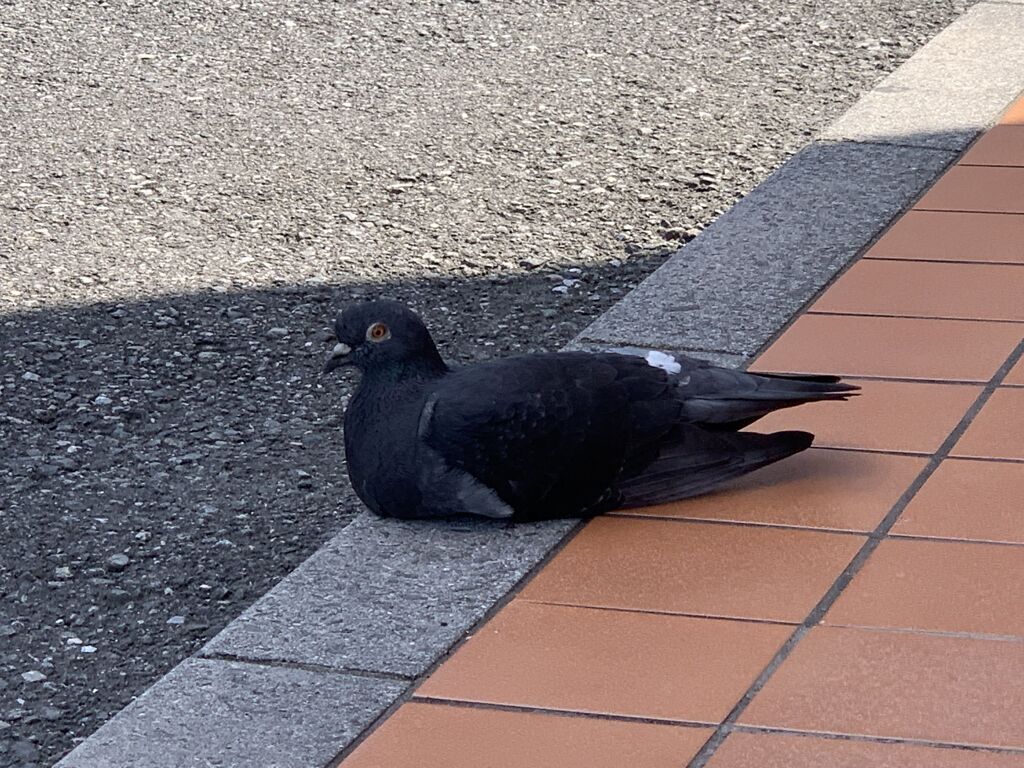 東條賢士の涼むハト