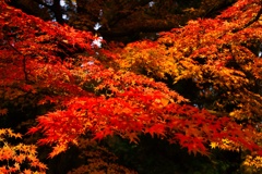 紅葉狩り