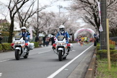 桜満開とポリス