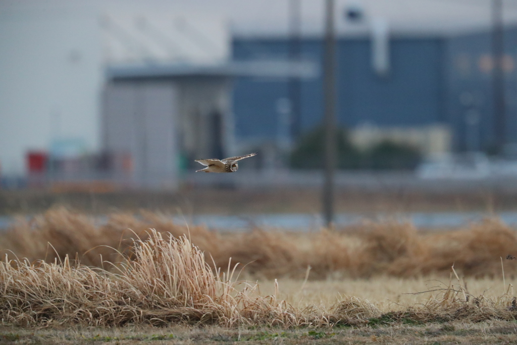家から15分でコミミ撮れました！撮って出しです。