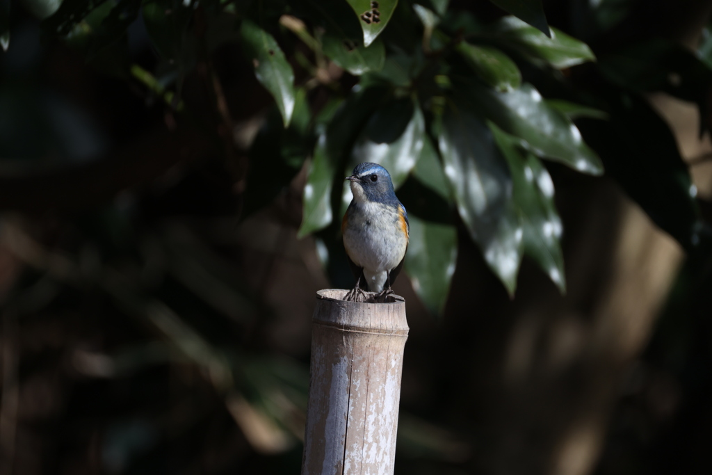 今年最後の投稿写真