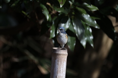 今年最後の投稿写真