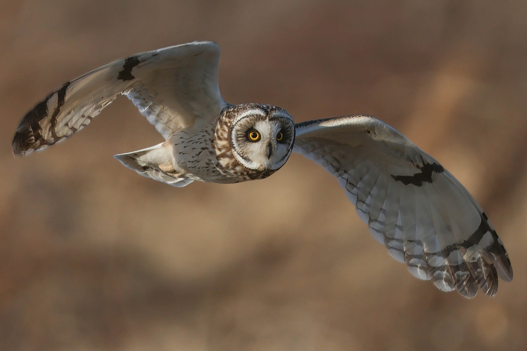 近所のコミミン