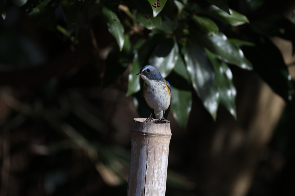 1年間お世話になりました。