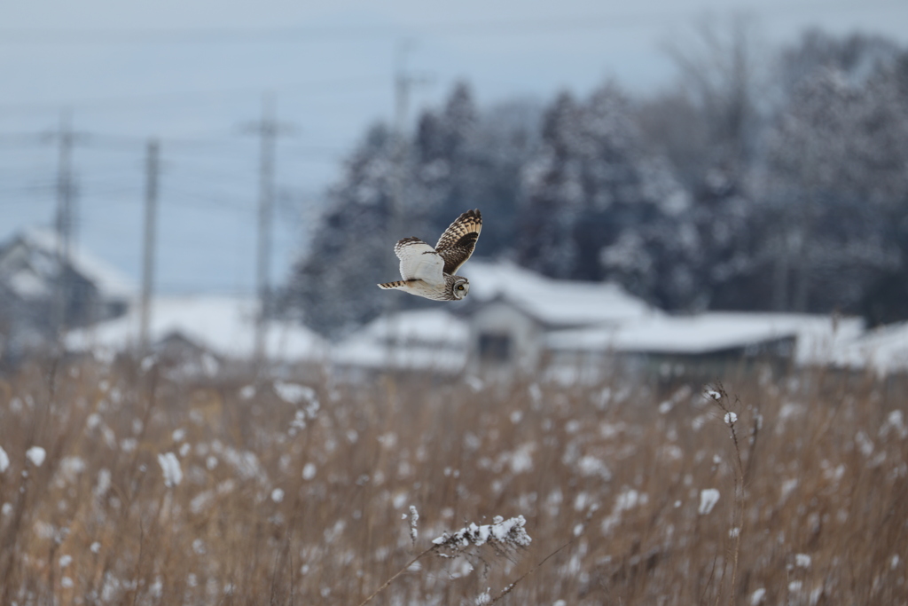 関東では珍しい光景です。
