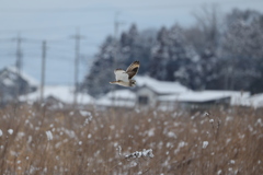 関東では珍しい光景です。