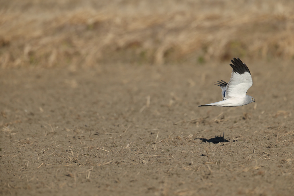 ハイイロチュウヒのオス