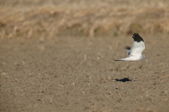 ハイイロチュウヒのオス