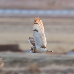 今日のコミミン　