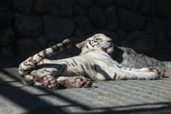 ホワイトタイガー