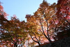 鶴山公園の紅葉　その１