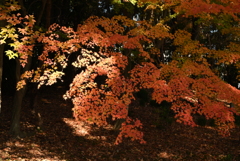 衆楽園の紅葉 その１