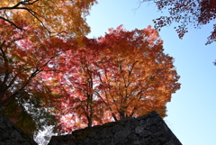 鶴山公園の紅葉　その２