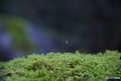 水玉