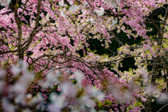 桜、萌えーーーー