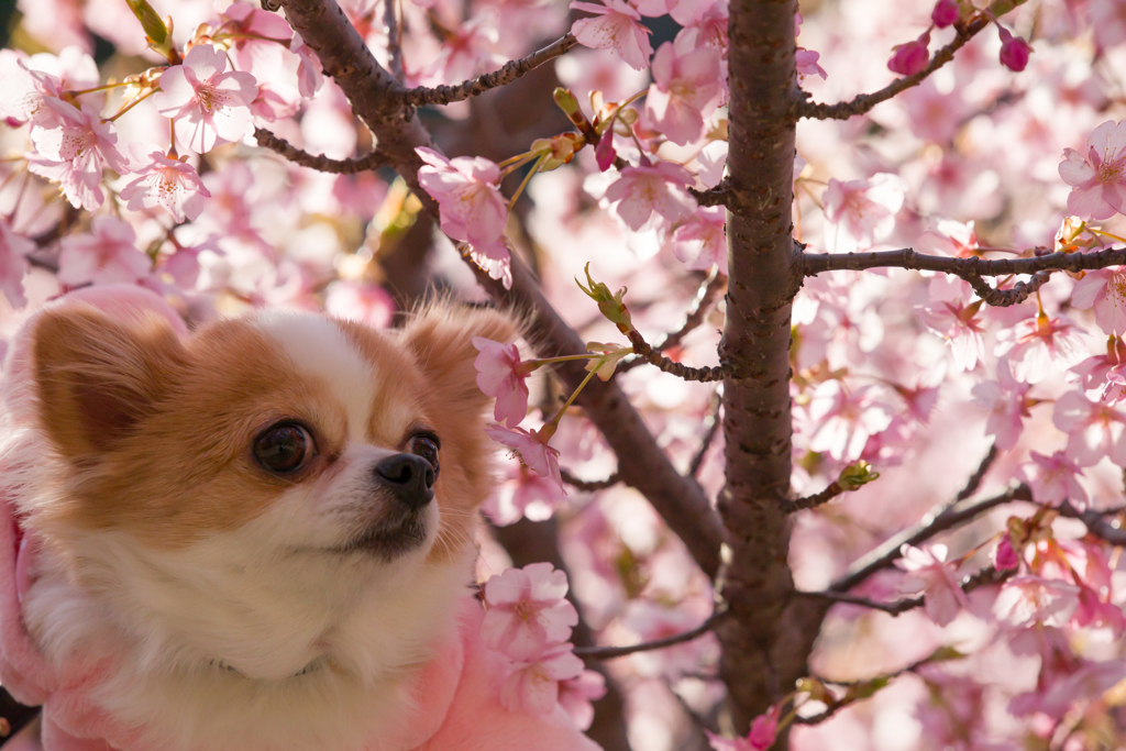 河津桜
