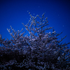 夜桜