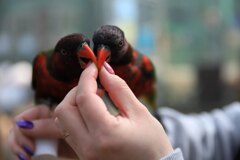 富士花鳥園