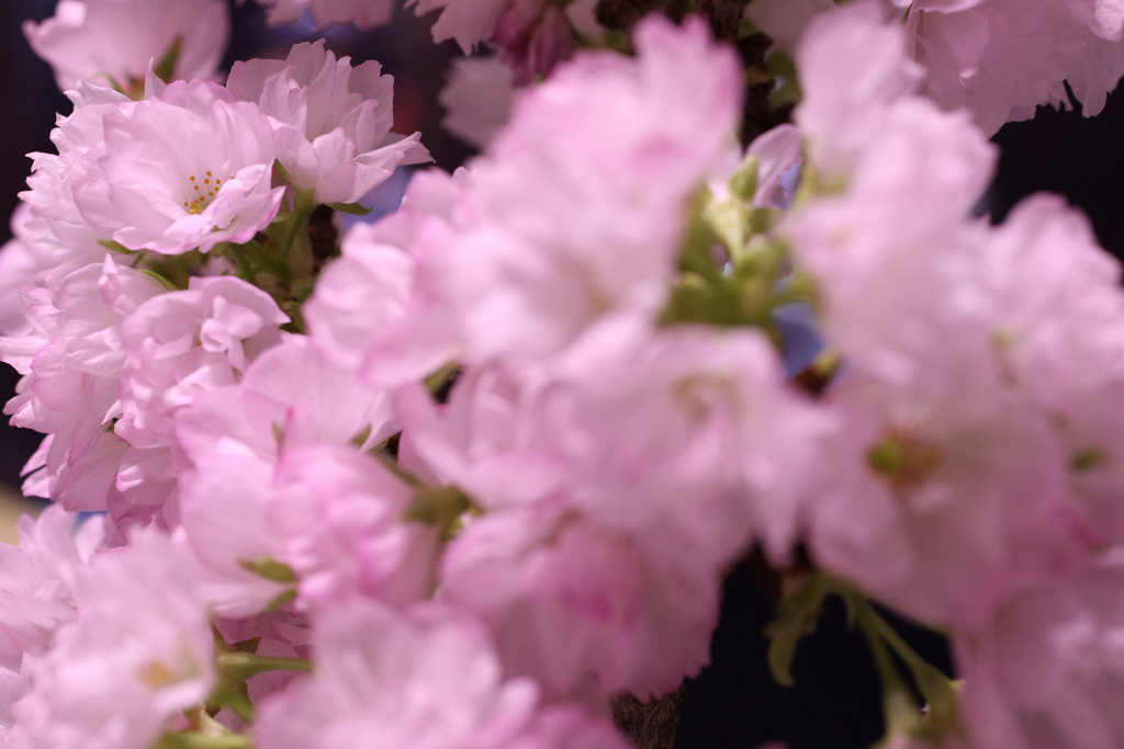 一才桜も満開