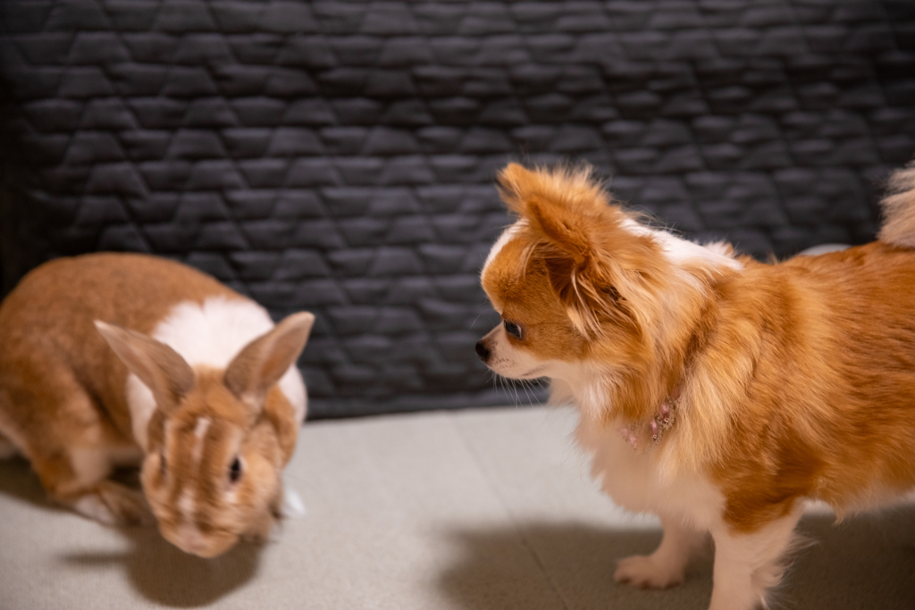うさぎと犬