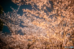 夜桜