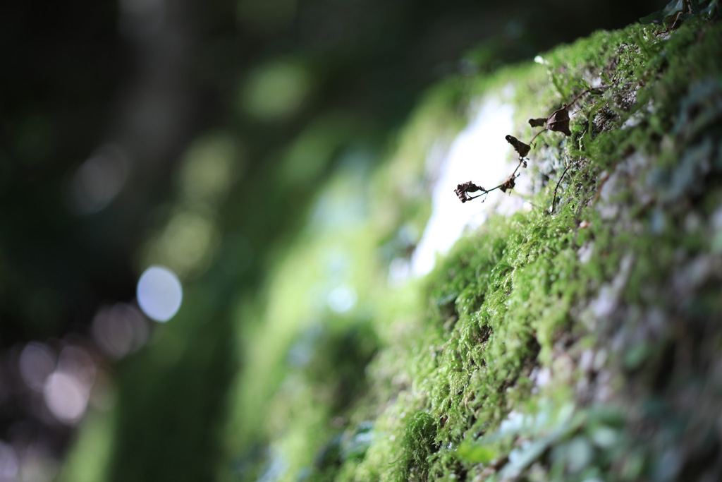 苔っこっこー