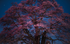 醍醐桜