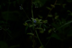 雫