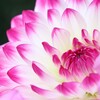 上野東照宮のダリア