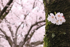 桜