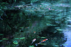 モネの池