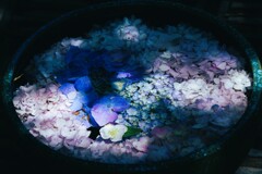 水鉢の紫陽花