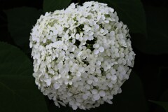 白い紫陽花