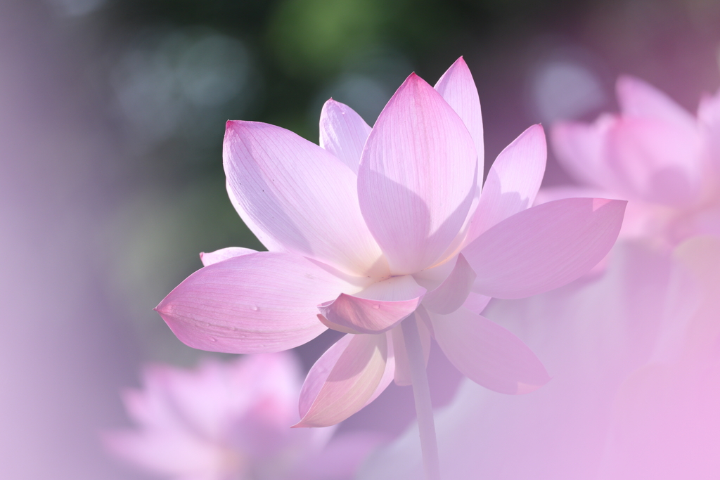 蓮の花