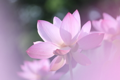 蓮の花
