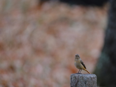 公園ジョビちゃん_1