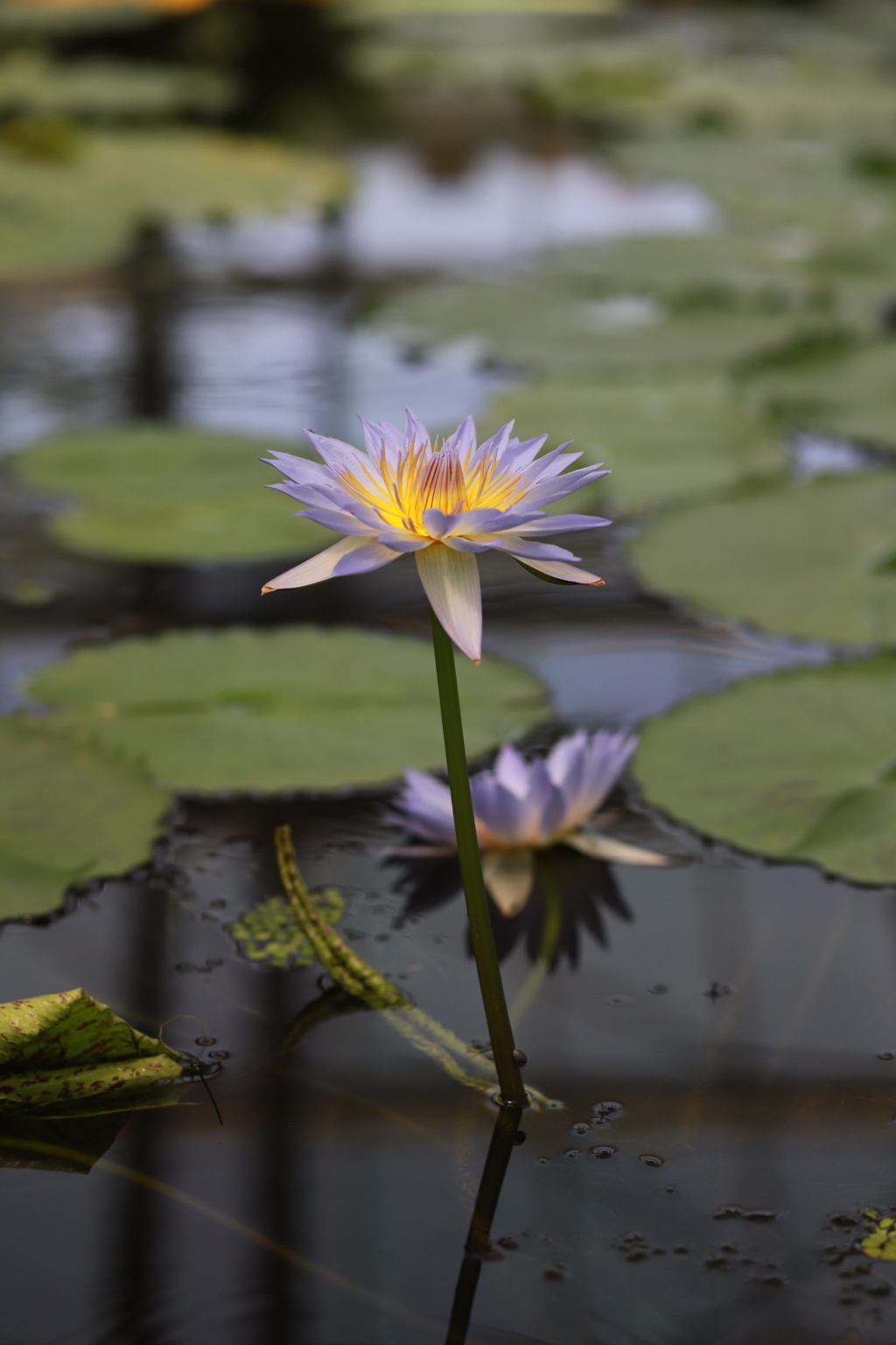 ハスの花？