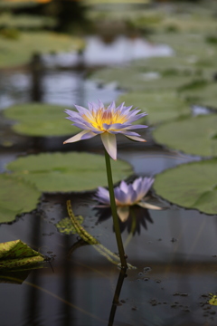 ハスの花？
