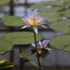 ハスの花？