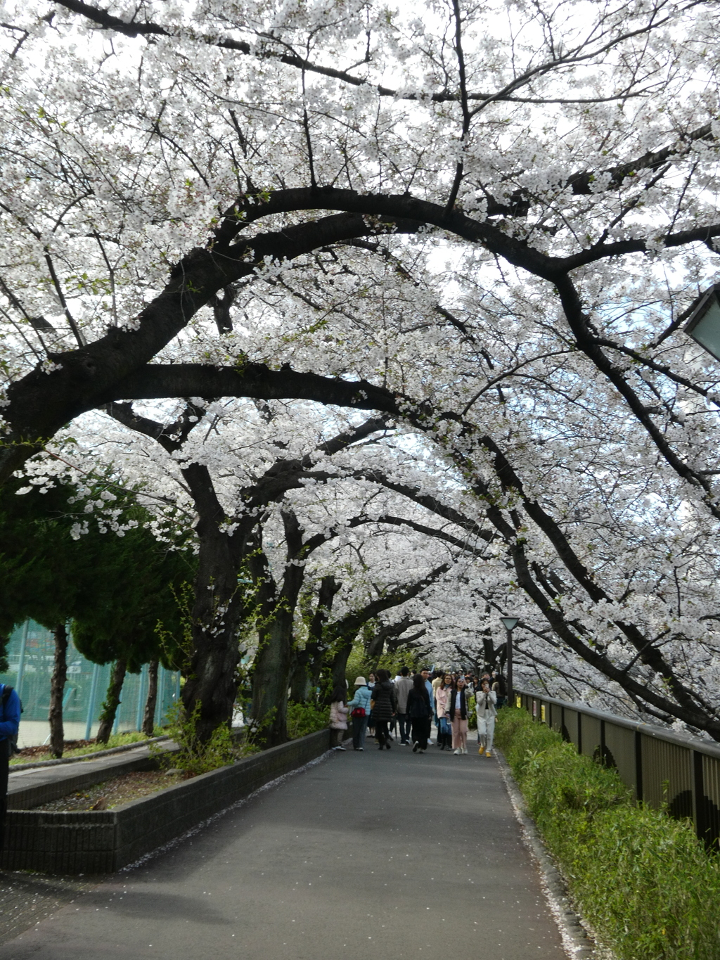 桜のトンネル
