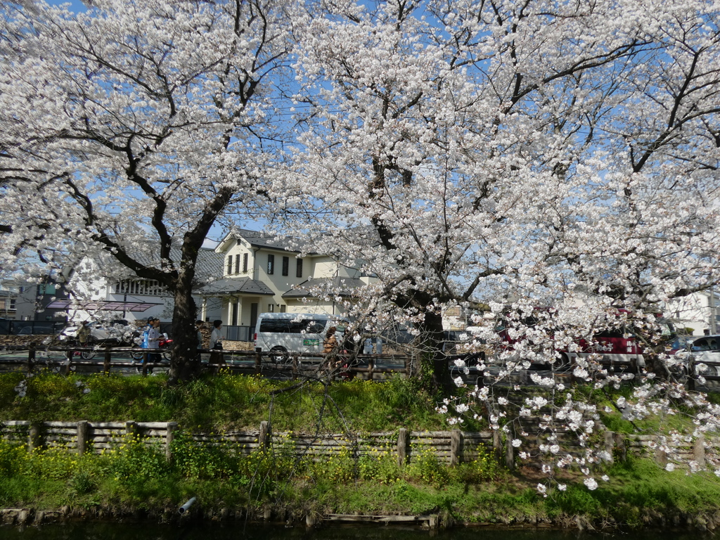 新河岸川の桜(3)