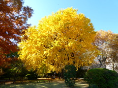 東京国立博物館の大イチョウ
