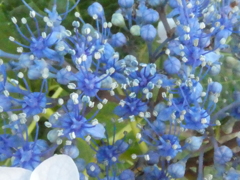 ガクアジサイの花接写！