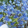 ガクアジサイの花接写！
