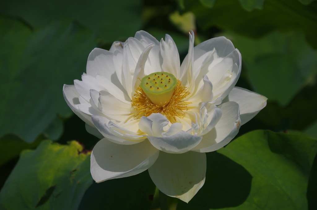 漢蓮