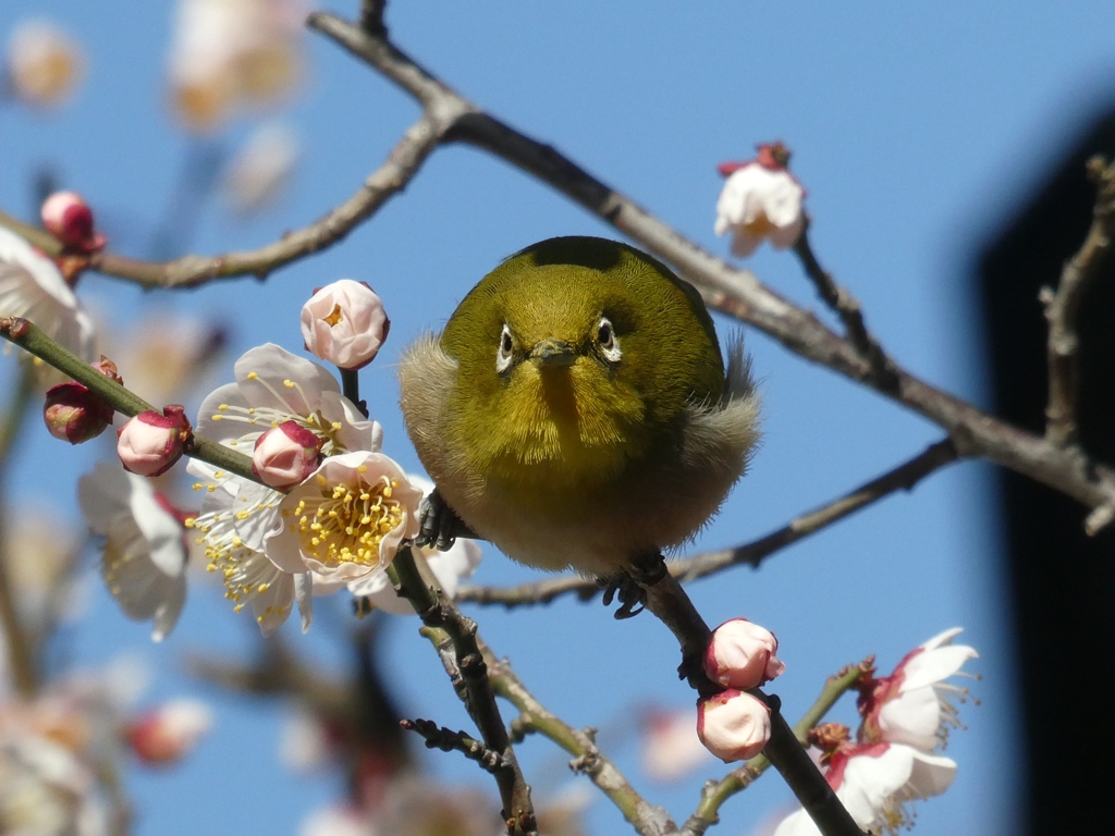 飛びますよ・・・